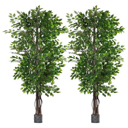 Ficus Trees